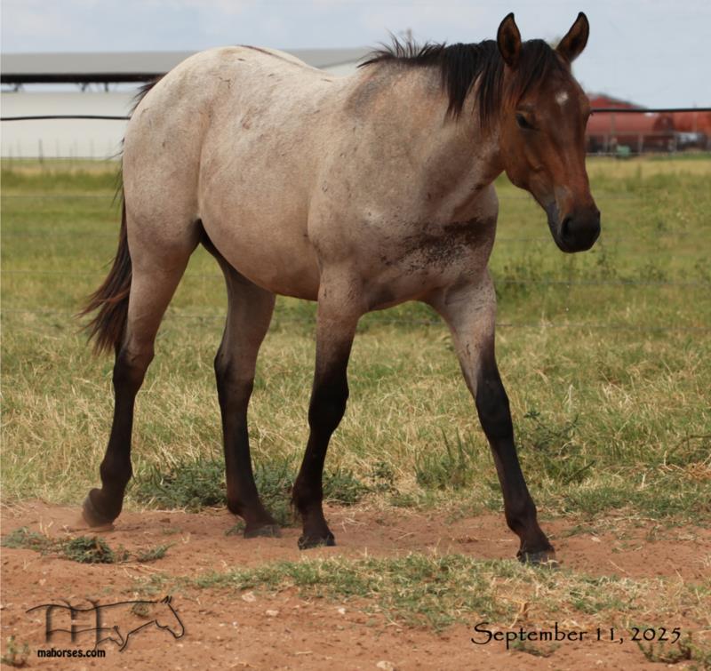 Divi It Up MA's 2024 Dun Roan Colt